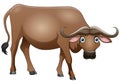 Cute buffalo cartoon standing on white background