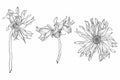 Beautiful monochrome, line, black and white gerbera flowers set isolated.