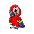 Cute macaw bird cartoon on white background