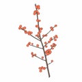 Winterberry branch. Ilex verticillata. Botanical illustration.