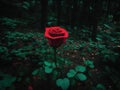 BEAUTIFUL BRIGHT RORE FWER BLOOM ALONE IN FOREST