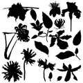 Set black white tropical leaves. Monochrome jungle exotic leaf palm, royal fern, banana leaf. Royalty Free Stock Photo