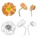 Line art poppies flowers set. Black, colored wall art. Monochrome floral designe element. Royalty Free Stock Photo