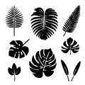 Set of palm and banana leaves silhouettes isolated on white background. Royalty Free Stock Photo