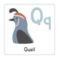 Quail clipart. Quail vector illustration cartoon flat style. Animals start with letter Q. Animal alphabet card