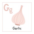 Garlic clipart. Garlic vector illustration cartoon flat style. Vegetables start with letter G. Vegetable alphabet card