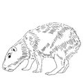 Capybara Vector For Tattoo.
