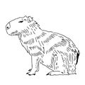 Capybara Vector For Tattoo.