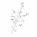 Winterberry branch. Ilex verticillata. Botanical illustration.