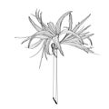 Decorative clivia amaryllis branch flower, design element. Can be used for cards, invitations,