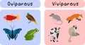 oviparous animals and viviparous animal groups classified