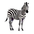 Zebra. Illustration. Zebra in natural grass habitat, Kenya National Park. Nature wildlife scene, Africa.