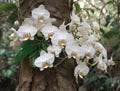 wild white phalaenopsis bloom on height tree