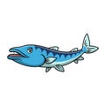 Cute barracuda fish cartoon on a white background Royalty Free Stock Photo