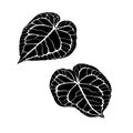 Illustration vector graphic of Anthurium leaves, one of the biggest houseplant genus.