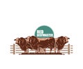 RED BEEFMASTER COW STANDING AT RANCH LOGO