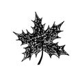 Vector of hand draw maple leaf Royalty Free Stock Photo