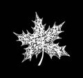 Vector of hand draw maple leaf Royalty Free Stock Photo