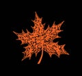 Vector of hand draw maple leaf Royalty Free Stock Photo