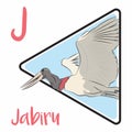 Jabiru flying in the America Continent\'s blue sky