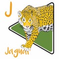 Jaguars are mighty cats most easily recognized by the bold rosettes