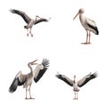 Beautiful Stork set isolated on a white background