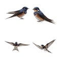 Beautiful Swallow set isolated on a white background