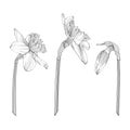 Daffodils set of single buds, plant on stem and bunch of flowers. Black outline hand drawn sketch of narcissus on white.