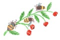 Bee or bumblebee on plant branch with red berries. Doodle hand drawn black yellow striped flying insect.