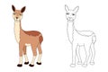 Vicuna line and color illustration.