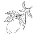 Vector line art botanic illustration. Lemon with leaves.