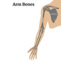 Anatomy of the bones of the arm and shoulder blade. Royalty Free Stock Photo