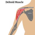 Anatomy of the bones of the arm and shoulder blade.