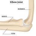 Anatomy of the bones of the arm and elbow joint Royalty Free Stock Photo