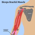 Human anatomy. Biceps brachii muscle. Medical poster