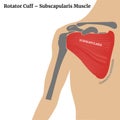 Human anatomy. Rotator Cuff, Subscapularis Muscle. Royalty Free Stock Photo