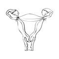 Human anatomy. Black line drawing of uterus, sketch.