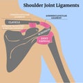 Cross-sectional anatomy of human muscles and bones