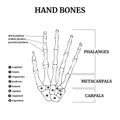 Anatomy of the bones of the human hand with a description Royalty Free Stock Photo