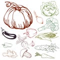 Line drawing of various vegetables for design and scrapbooking. Royalty Free Stock Photo