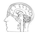 Linear drawing of the human brain in longitudinal section. Royalty Free Stock Photo
