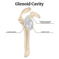 Glenoid cavity. Rendering of the clavicular joint.