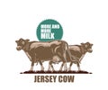 JERSEY DAIRY MILK COW LOGO,