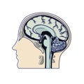 Color drawing of a human brain in profile. Head in section, in profile. Royalty Free Stock Photo