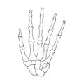 Contour drawing of the bones of the human hand.