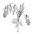 Hand drawn dicentra. Heartshaped line spring flowers. Garden plants.