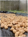 After harvesting the potatoes, they need to be aired so they don\'t get damp Royalty Free Stock Photo