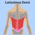 Latissimus dorsi muscle on a blue background with skeleton.