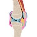 Anatomy of the human knee joint. Sectional view of the leg. Royalty Free Stock Photo