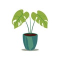 Monstera plant in a pot with flat design style, tropical house plant vector illustration Royalty Free Stock Photo